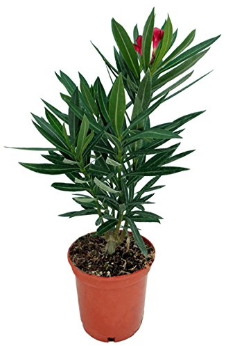 NERIUM OLEANDER Pack de 6 unidades ¡MIX COLOR!