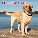 Yellow Labrador Retrievers - Weiße Labradore 2019 - 18-Monatskalender mit freier DogDays-App (Wall-Kalender) by