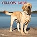 Yellow Labrador Retrievers - Weiße Labradore 2019 - 18-Monatskalender mit freier DogDays-App (Wall-Kalender) by