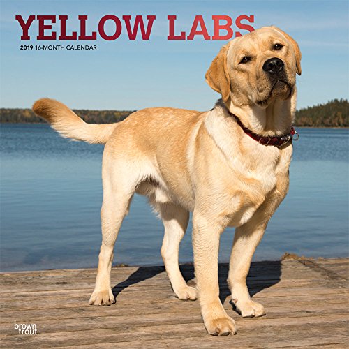 Yellow Labrador Retrievers - Weiße Labradore 2019 - 18-Monatskalender mit freier DogDays-App (Wall-Kalender)