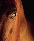 Image de Equine Beauty - A Study of Horses