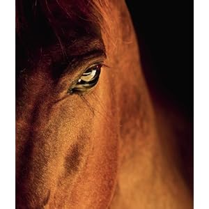 Equine Beauty - A Study of Horses