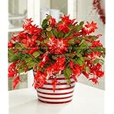 Vistaric 100 PZ Zygocactus Truncatus Schlumbergera Seeds Indoor Piante in vaso Bonsai Piante verdi Per Balcone Cortile 6
