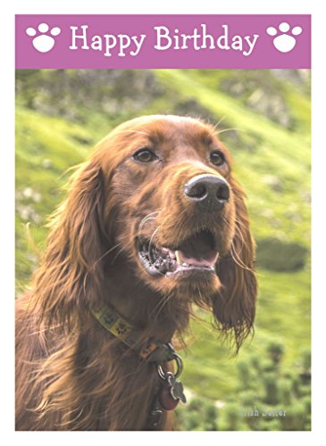 happy birthday irish setter