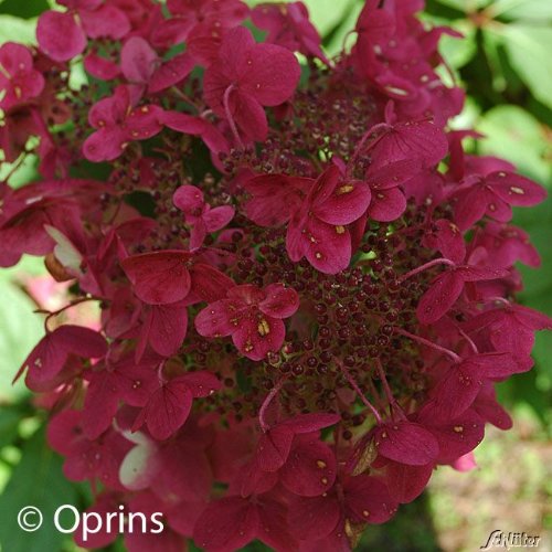 Rispenhortensie 'Wim's Red®'