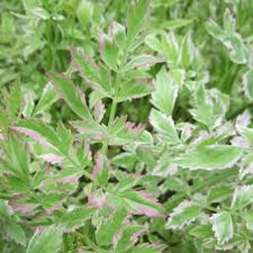 Oenanthe javanica 'Flamingo' 9cm Pot Size