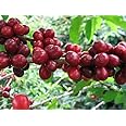 New Rare Exotic Spice Plant- Coffee Plant Huge Production Chandragiri Coffee Variety Live Plants Pack of 1