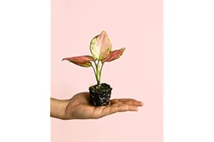PUR PLANT Aglaonema Pink Mini | Planta natural de interior decorativa y compacta | Ideal para espacios pequeños | Maceta de Ø6 cm