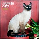 Siamese Cats 2013 - Siam-Katzen - Original BrownTrout-Kalender by 