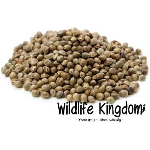 Amazon.co.uk hemp seeds for fishing