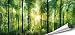 Produktbild PMP-4life"Wald" hochauflösendes Wald-Poster XXL | 140 cm x 65 cm | Natur Poster XXL großes Fotoposter Bild Wand-Bild Wand-Deko | Landschaft Bäume Blumen Wald |