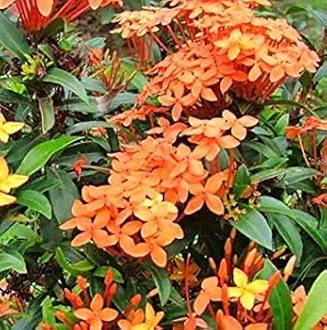 Delorea Rugmini (IXORA COCCINEA) Chethi Plant (Live Plant. Variety Of Rugmini) 1- Healthy Plant