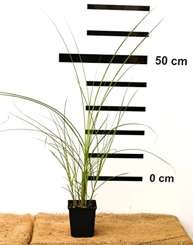 Chinaschilf Gracillimus – Feinhalm Chinagras – Miscanthus sinenesis Gracillimus (11 cm-Topf) - 3