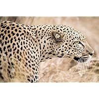 Suchergebnis auf Amazon.de für: Leoparden - Wohnzimmer / Möbel: Küche