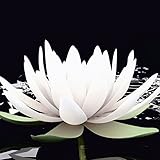 Kratzfestes Echtglas für Innen- und Feuchträume geeignet I leicht zu reinigen I direkt vom Hersteller I Made in Germany