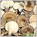 Produktbild Portal Cool Austernpilz Pleurotus Abalone abalonus Dry Pilzmyzel - 10G S1210
