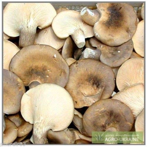 Preisvergleich Produktbild Portal Cool Austernpilz Pleurotus Abalone abalonus Dry Pilzmyzel - 10G S1210