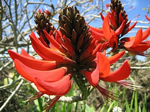 Erythrina Arborescens, tree Erythrina, fire red flower, 5 seeds