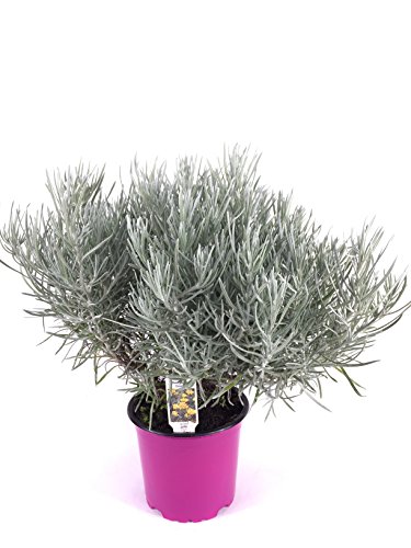 Currykraut Pflanze, Helichrysum angustifolia