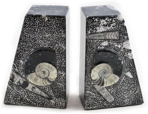 Genuine Fossil Bookends (6" Square Polished Orthoceras)