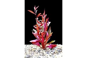 Floratica 10 x Alternanthera Rosaefolia - Rooted - Live Aquarium Aquatic Plants Fish Tank