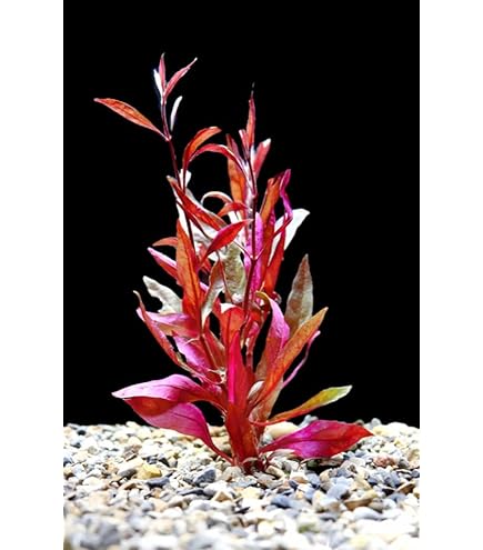 Bacopa Caroliniana Red - Live Aquarium Plants
