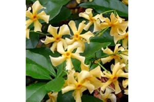 CLEMATISONLINE Sternjasmin 3er Set Gelb - Toskanischer Sternjasmin - 3 x Kletterpflanzen winterhart - Duftjasmin - 3 x 1,5 L Topf - Jasmin - bis zu 400 cm hohe & 100 cm breite Hecke möglich - 3 für den Preis von 2