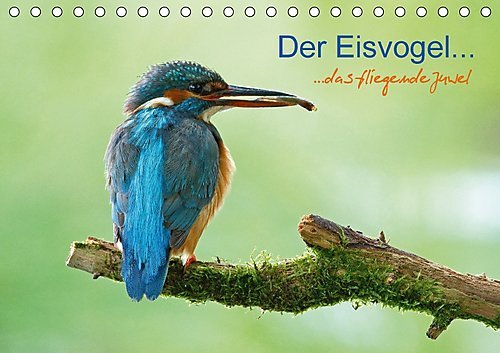 Der Eisvogel...fliegendes Juwel (Tischkalender 2017 DIN A5 quer): Der Eisvogel an seinem Ansitz (Monatskalender, 14 Seiten ) (CALVENDO Natur)