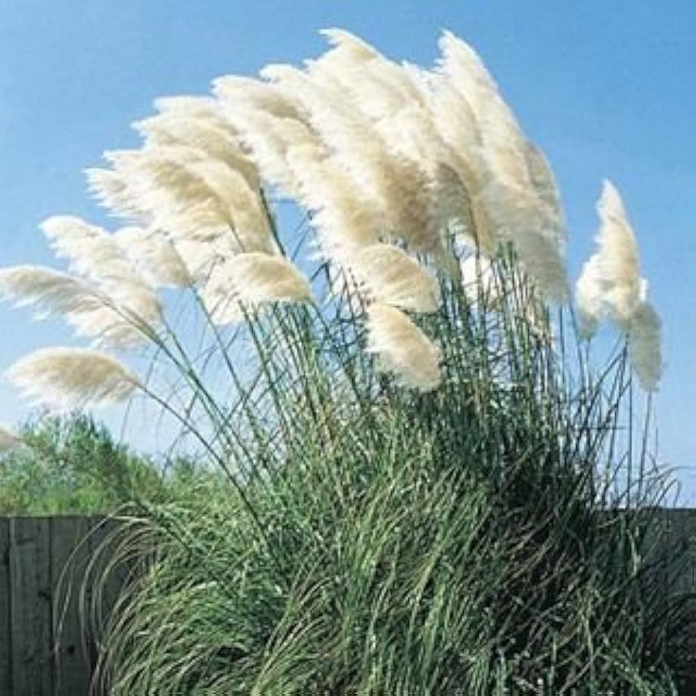 Pampas Plume grass