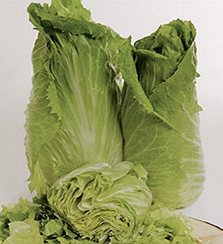 Zichoriensalat BIO-Zuckerhut Samen