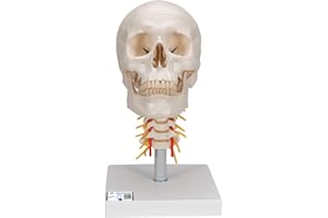 3B Scientific naukowa anatomia człowieka - model ludzkiej czaszki na odcinku szyjnym z połączeniami magnetycznymi, 4 części darmowe oprogramowanie do anatomii - 3B Smart Anatomy