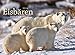 Eisbären 2016 by 