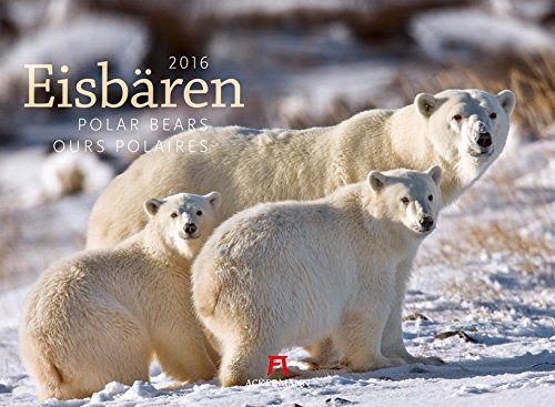 Eisbären 2016