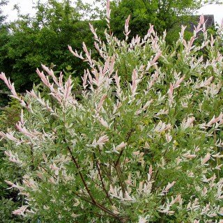 Harlekin Weide als Stämmchen