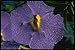 Produktbild 740010 Thumbergia Erecta Acanthaceae A4 Photo Poster Print 10x8