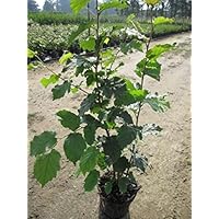 Baumschule Pflanzenvielfalt Corylus avellana - Gemeine Hasel - Haselnussstrauch - 60-100 cm