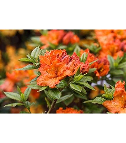 rhododendron orangina Rhododendron PERFECTO MUNDO&reg; Orange Azalea – Wayside Gardens
