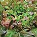 Produktbild Pinkdose® 1 oz Pack - 20,000 seeds: Bronze Beauty Or Bronze Arrowhead Lettuce Seeds, ORGANIC Non GMO-Open-Pollinated (1 oz Pack - 20,000 seeds)