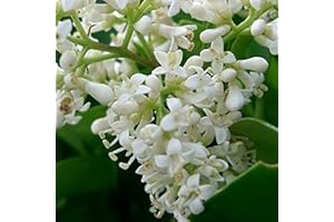 Ligustrum Japonicum- Troène du Japon 60-80 cm en conteneur
