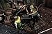 Produktbild CGC Große Poster im Hochglanz – Resident Evil 3 Nemesis PS1 – ree061, 24" x 36" (61cm x 91.5cm)