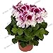 Produktbild Pinkdose Schnell verkaufend! 105pcs / bag Bonsai Topf Geranium Pflanzsaison flores Keimungrate 100%, für Haus und Garten-Anlage: 6