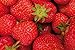 Produktbild 1art1 115249 Früchte - Süße Erdbeeren XXL Poster 180 x 120 cm