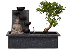 Plant in a Box - Bonsaï avec système d'eau facile à entretenir et cascade sur la statue de Bouddha - Plante d'intérieur - Hauteur 25-35cm
