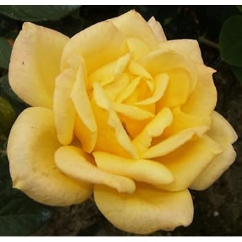 Gardenexpert 1 Rosa Climbing Patio Rose Amazon Co Uk Garden