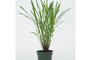CAMBRIDGE BEE Lemongrass Plant in 12cm Pot, Cymbopogon Citratus, West Indian Lemon Grass, Fully Rooted for Kitchen Garden