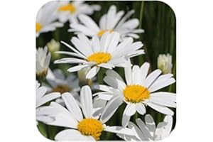 GROWTANICAL Leucanthemum Snow Lady 'Shasta Daisy' Large Plug Plants x 3 Herbaceous Perennial