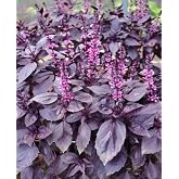 AGRODAL TARIM Purple Reyhan Flower Seed