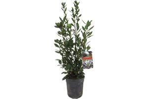 DECOALIVE Laurus Nobilis Árbol Natural Comunmente Conocido como Laurel,8435712012881