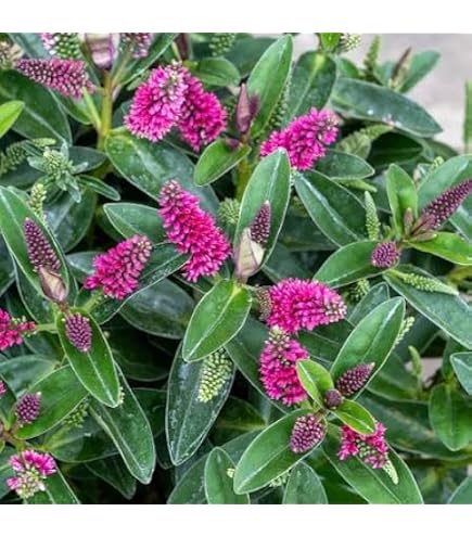 Garden Expert Hebe 'Frozen Flame' 13cm Pot Size Shrub, Pinky Purple :  Amazon.co.uk: Garden