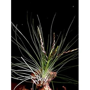 Seltene Regenwald Tillandsien filifolia Eine große Pflanze mit circa 18 cm. Durchmesser